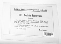 Ovularia schwarziana image